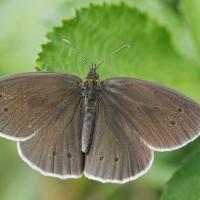 Le Tristan (Aphantopus hyperantus )