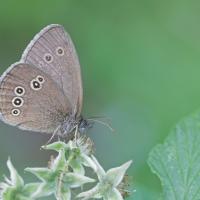 Le Tristan (Aphantopus hyperantus )