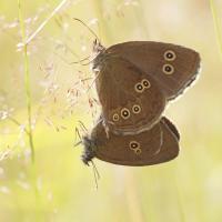 Le Tristan (Aphantopus hyperantus)