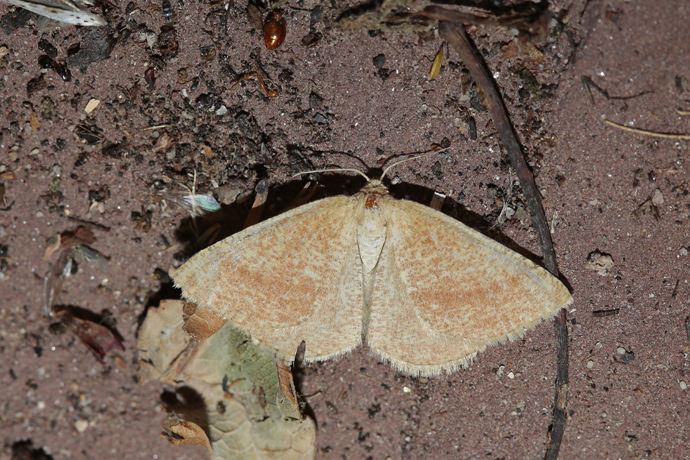 La Phalène de l'arrête boeuf (Aplasta ononaria)