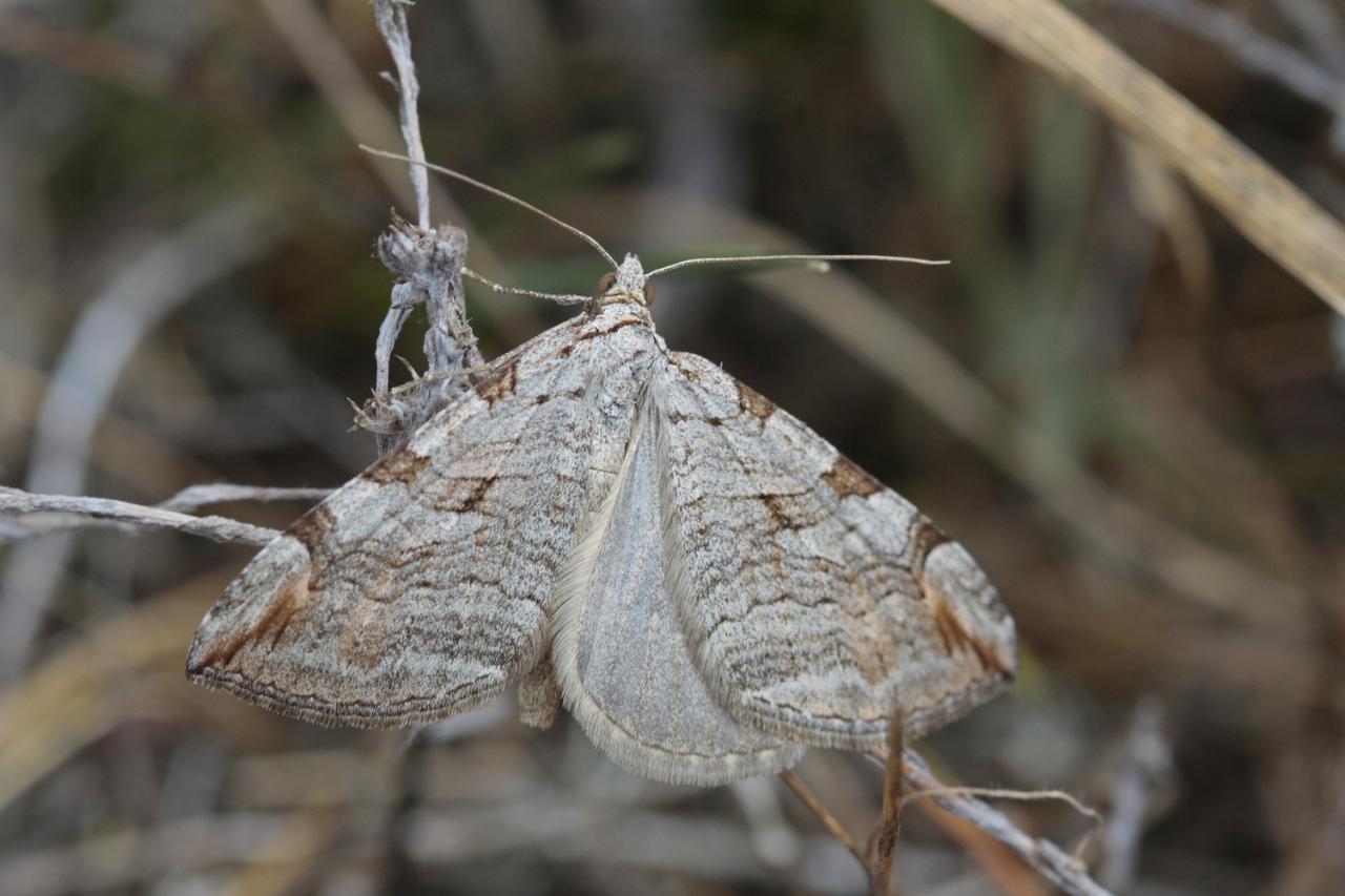 La Petite rayure (Aplocera  efformata)
