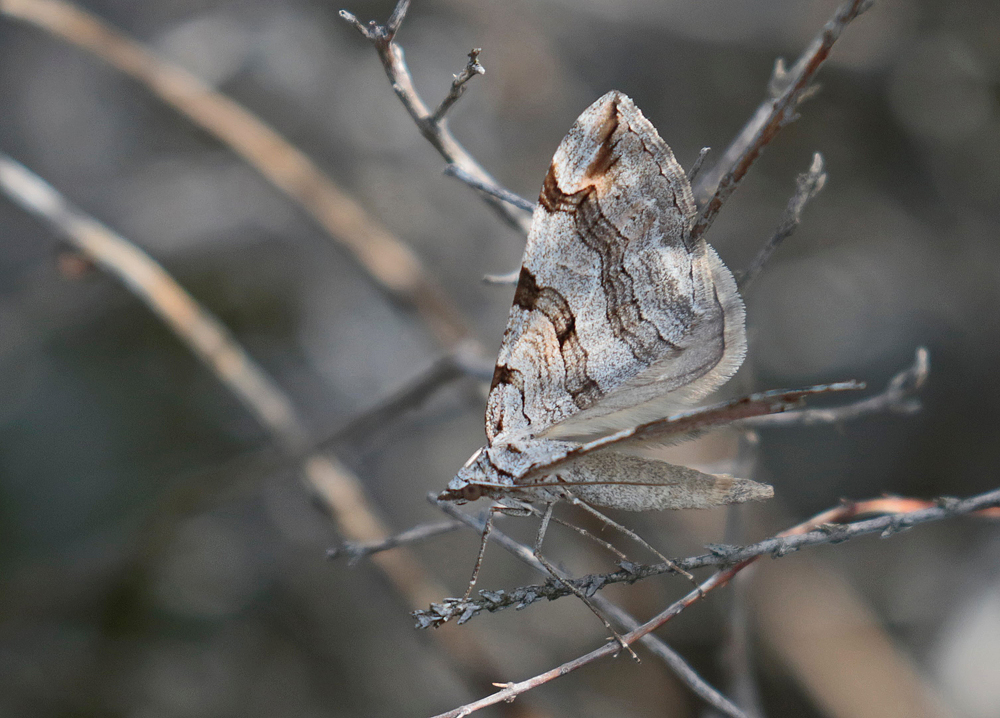 La Triple raie (Aplocera plagiata)