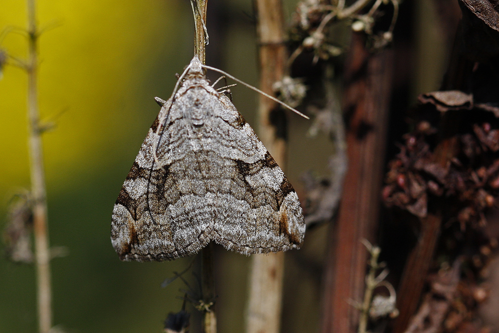 La Triple raie (Aplocera plagiata)