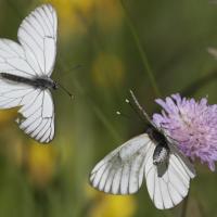 Le Gazé (Aporia crataegi) couple.