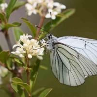 Le Gazé (Aporia crataegi)