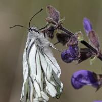 Le Gazé (Aporia crataegi)