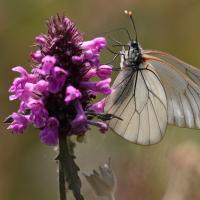 Le Gazé (Aporia crataegi)