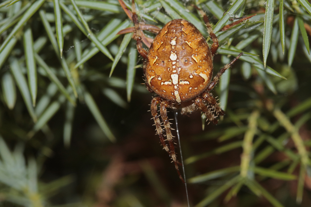 Epeire diadème (Araneus diadematus) femelle