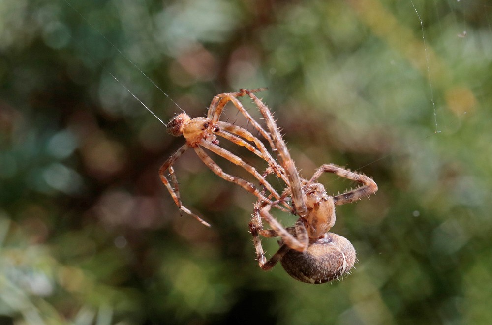 Epeire diadème (Araneus diadematus) couple