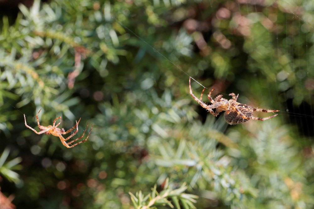 Epeire diadème (Araneus diadematus) couple