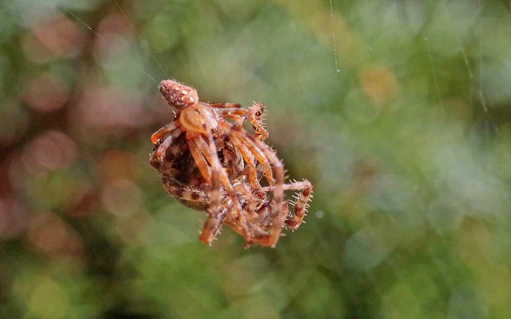 Epeire diadème (Araneus diadematus) couple