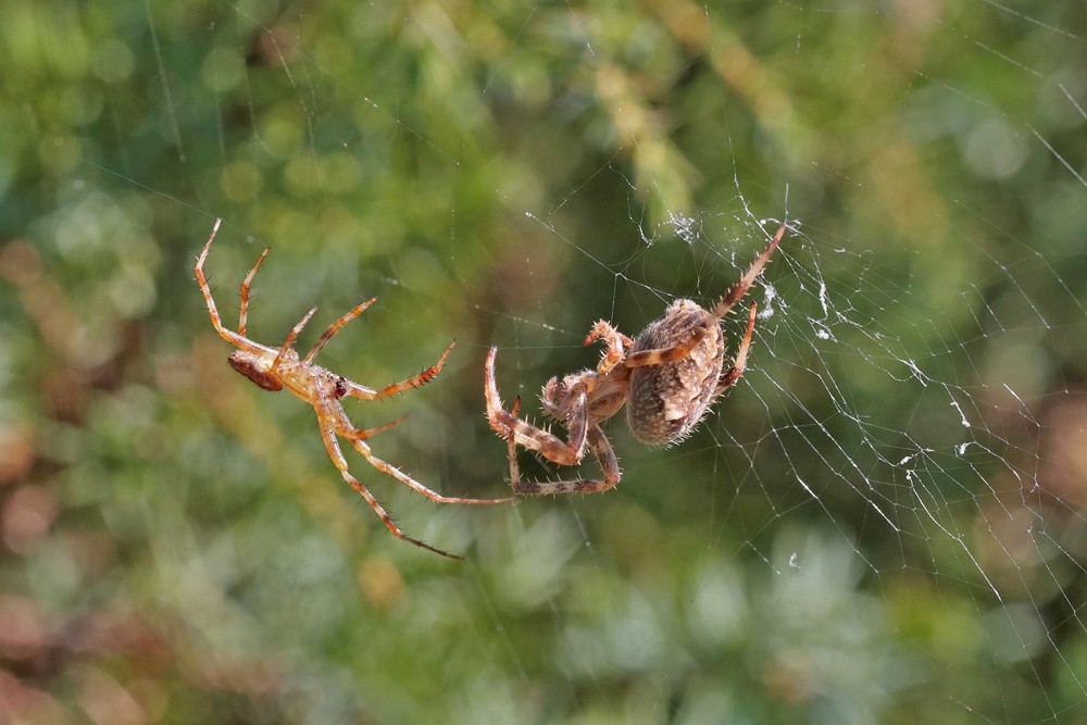 Epeire diadème (Araneus diadematus) couple