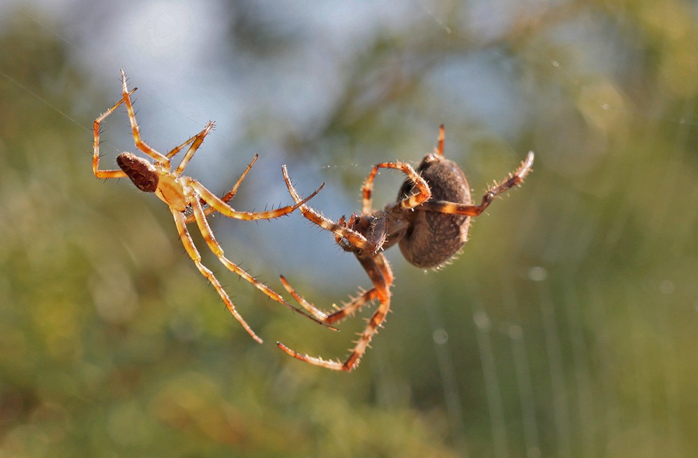 Epeire diadème (Araneus diadematus) couple