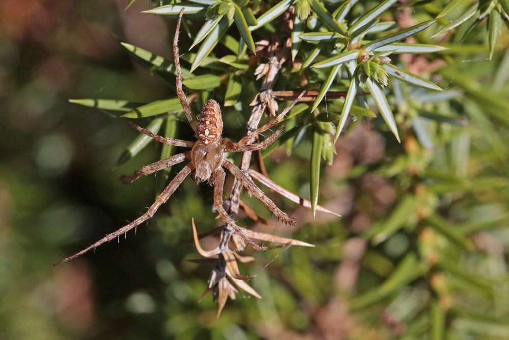 Epeire diadème (Araneus diadematus) mâle