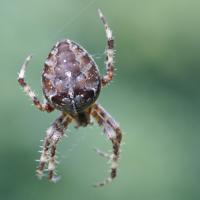 Epeire diadème (Araneus diadematus) femelle