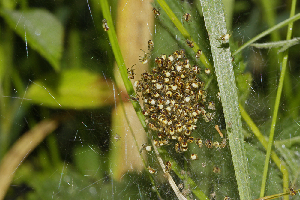 Epeire diadème (Araneus diadematus) nid.