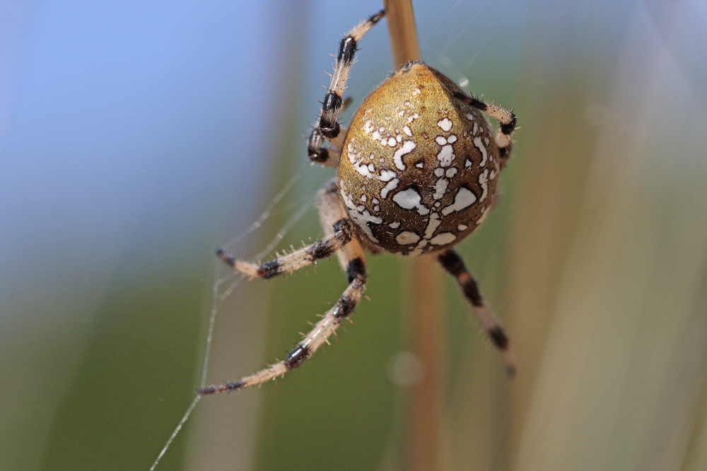 Epeire à quatre taches (Araneus quadratus)