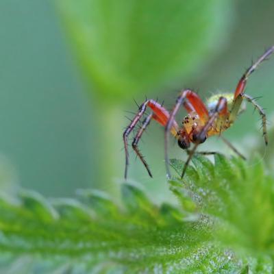 Araignée courge mâle ( Araniella sp.)