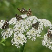 LA Carte géographique (Araschnia levana)