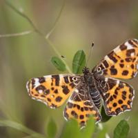 La Carte géographique (Arashnia levana f.levana)