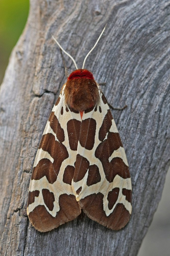 L' Ecaille martre (Arctia caja)