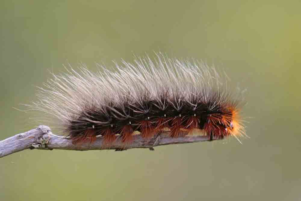 L' Ecaille martre (Arctia caja)