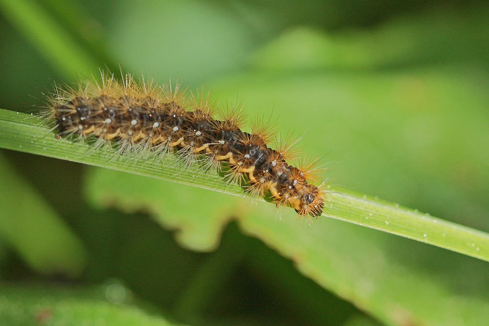 L' Ecaille martre (Arctia caja) jeune chenille.