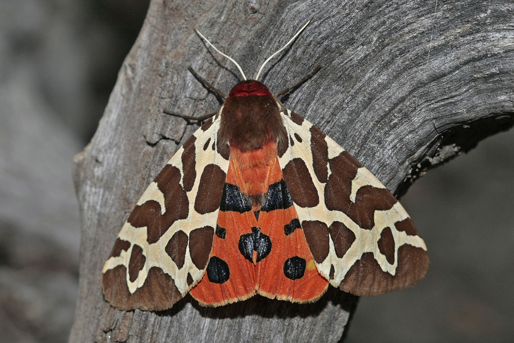 L' Ecaille martre (Arctia caja)