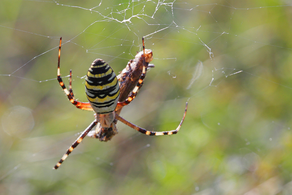 Epeire fasciée  (Argiope brunnichii)