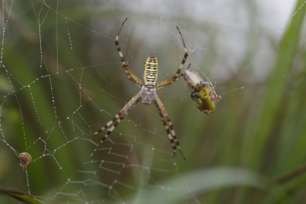 Epeire fasciée  (Argiope brunnichii)