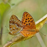 Le Moyen nacré (Fabriciana adippe)