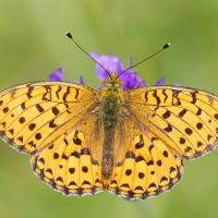 Le Moyen nacré (Fabriciana adippe)