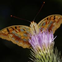 Le Moyen nacré (Fabriciana adippe)