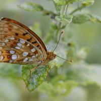 Le Moyen nacré (Fabriciana adippe)