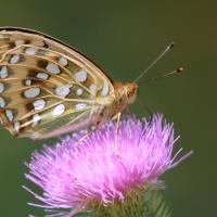 Le Grand nacré (Speyeria aglaja)