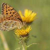 Le Grand nacré (Speyeria aglaja)
