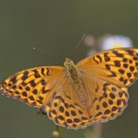 Le Tabac d'Espagne (Argynnis paphia)