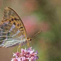 Le Tabac d'Espagne (Argynnis paphia)