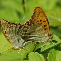 Le Tabac d'Espagne (Argynnis paphia)
