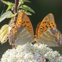 Le Tabac d'Espagne (Argynnis paphia) couple.