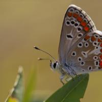 Le Collier de corail (Aricia agestis)