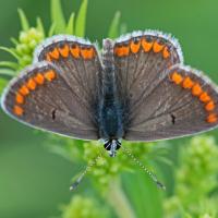 Le Collier de corail (Aricia agestis)