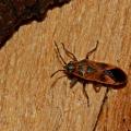 Arocatus longiceps