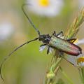 Aromie musquée (Aromia moschata)