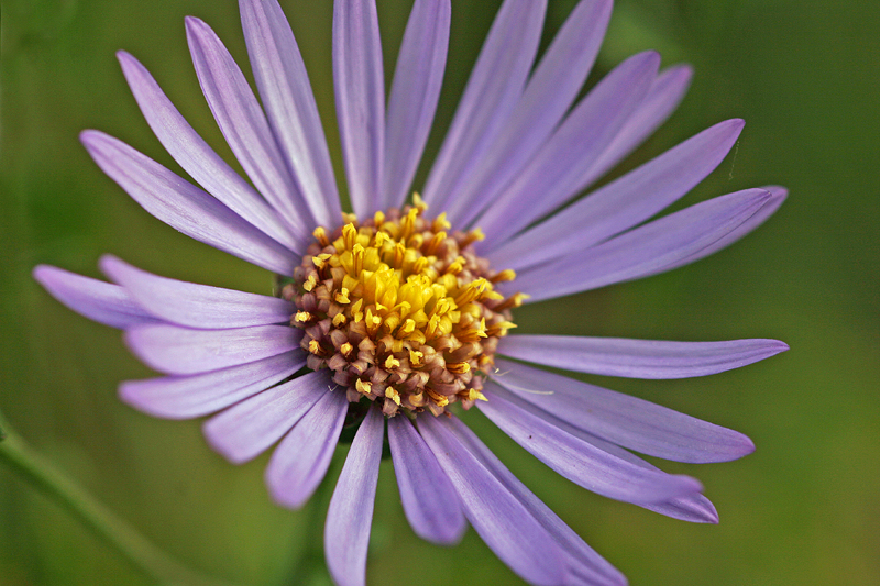 Aster amelle  (Aster amellus)