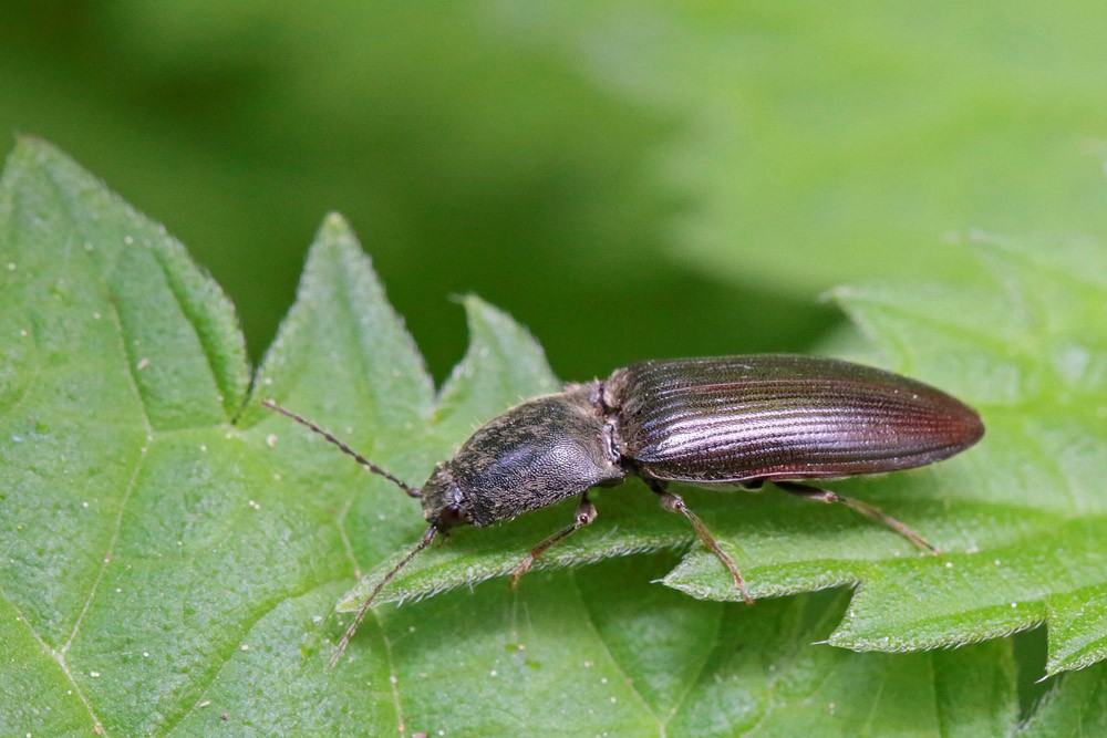 Taupin (Athous haemorrhoidalis)