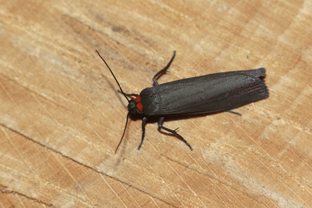 La Veuve (Atolmis rubricollis)