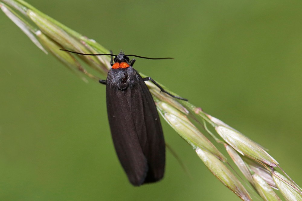 La Veuve (Atolmis rubricollis)