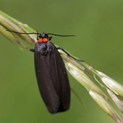 La Veuve (Atolmis rubricollis)