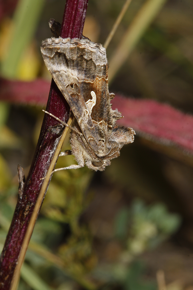 Le Gamma (Autogapha gamma)